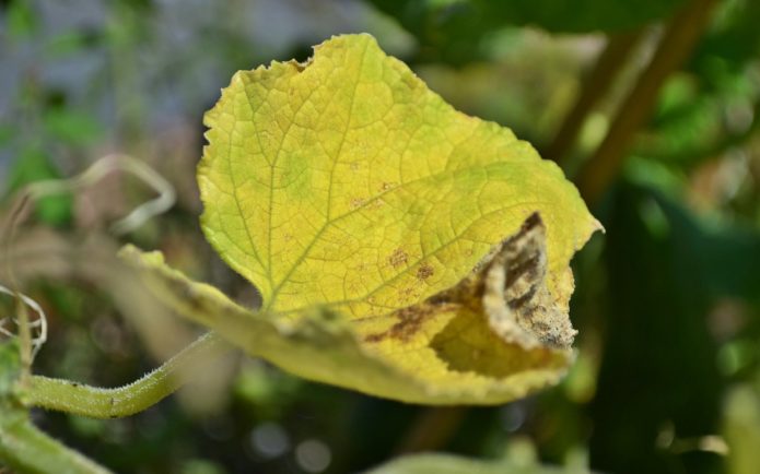 Cucumber leaves turn yellow