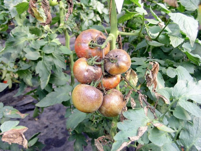 Phytophthora on tomatoes