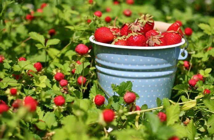 Strawberry harvest