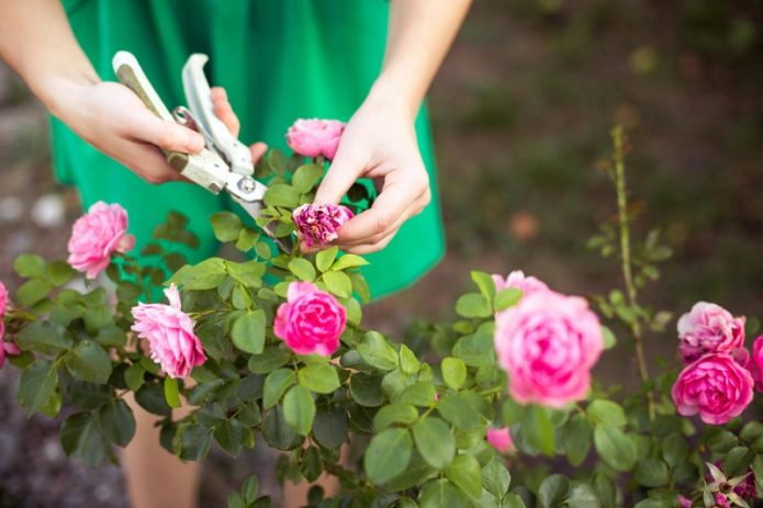 Pruning roses