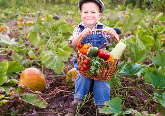 Child holds the crop from the garden in a basket