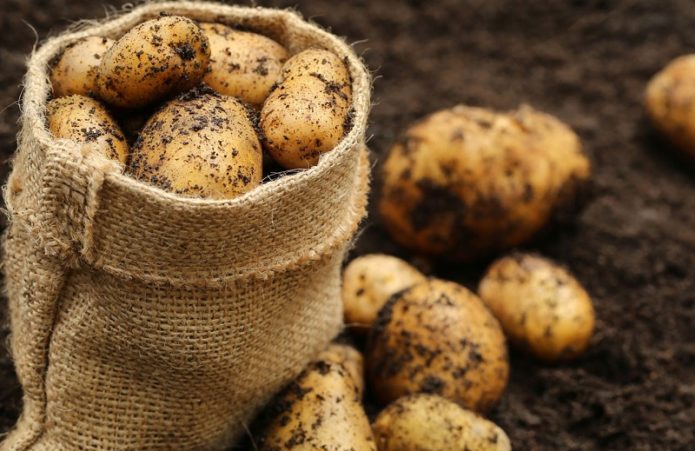 Harvest young potatoes in a bag