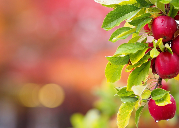 Ripe red apples on a branch