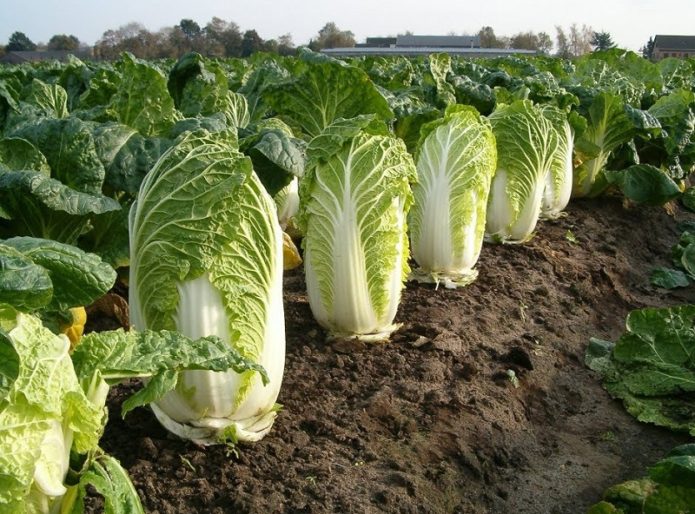 Peking cabbage harvest in the garden