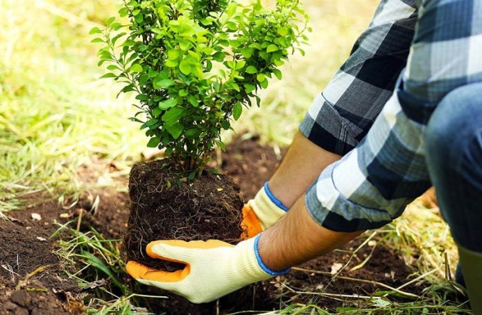 Planting a fruit bush in August