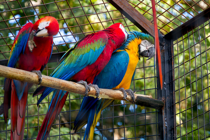 24 exotic animals rescued from a private prison in the Kuban