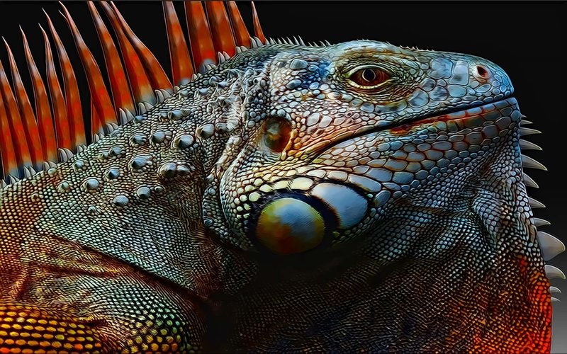 Iguana