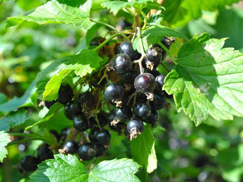 Currant care after harvest