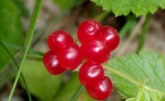 Stone berry