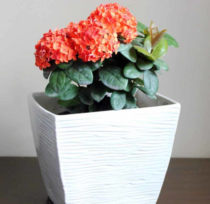 Ixora in a pot