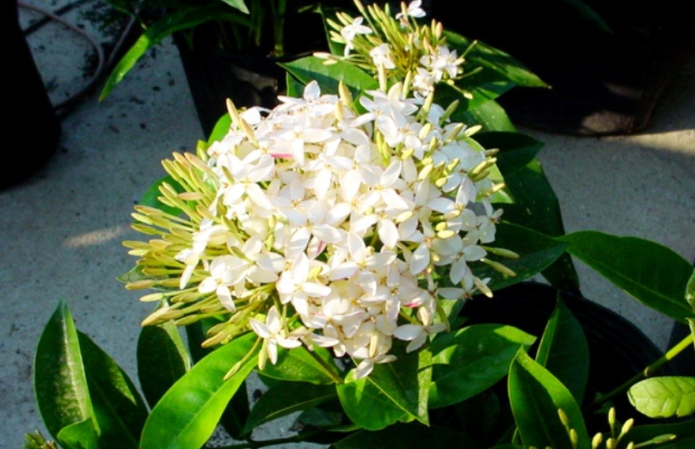 Ixora Chinese