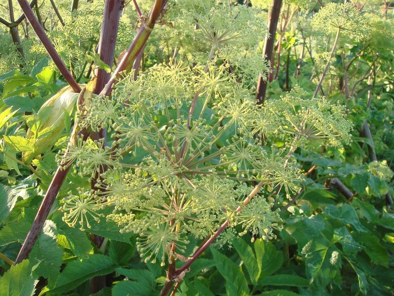 Medicinal Angelica: How to Be Healthy with Simple Herb?