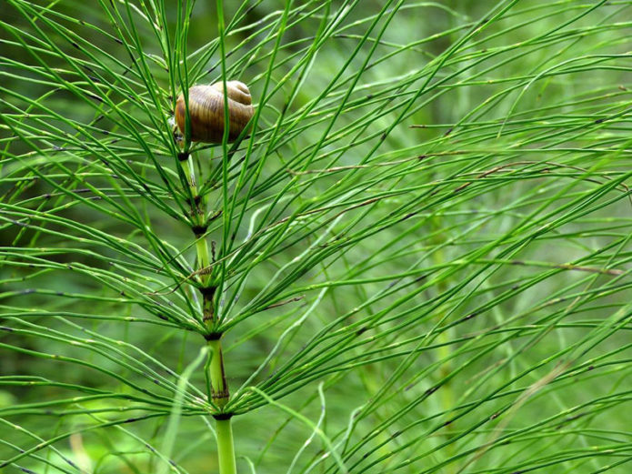 Horsetail