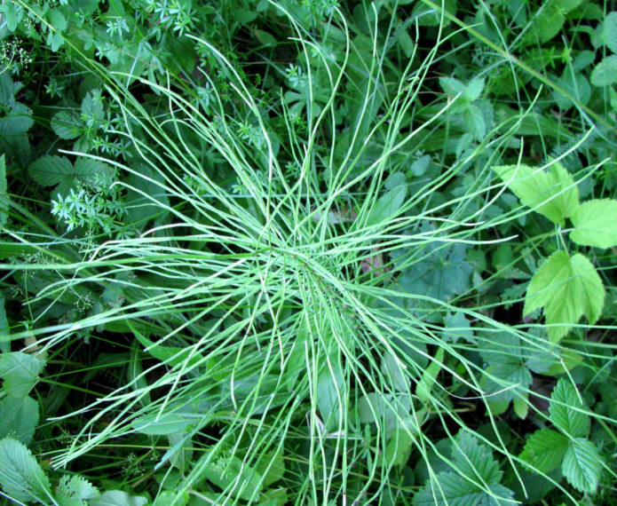 Meadow horse tail variety