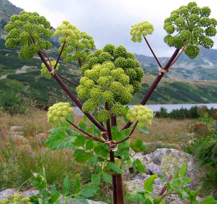 Medicinal angelica