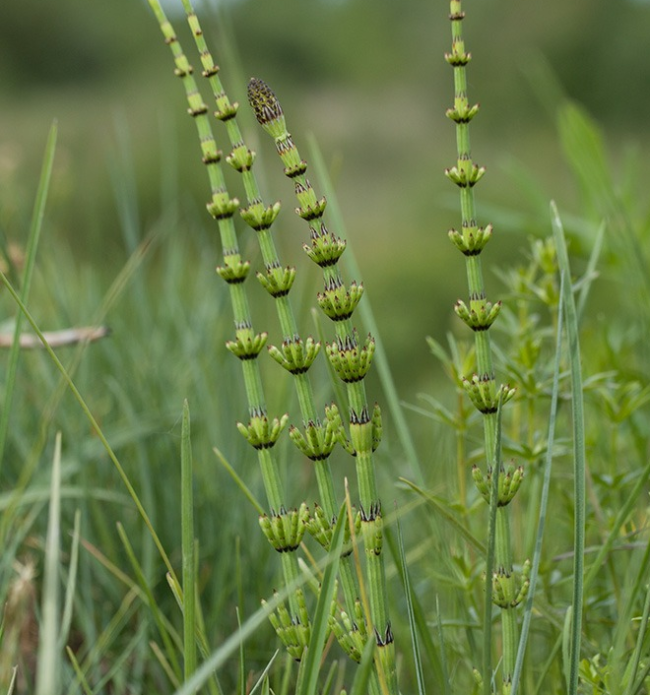 Swamp plant species