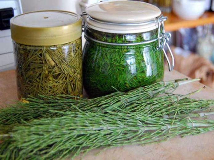 Plant in jars and on the table