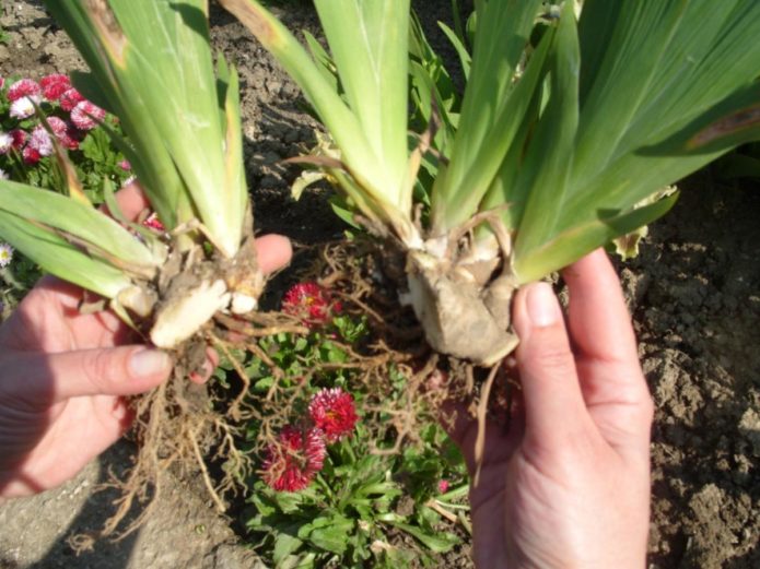 Reproduction of irises by dividing rhizomes in autumn