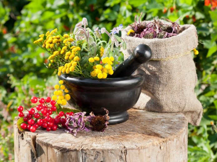 Collection of medicinal herbs