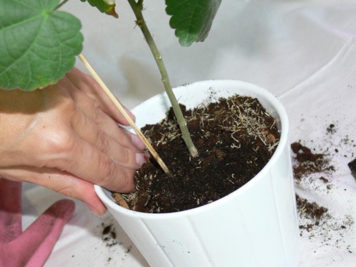 Loosening the soil of indoor plants