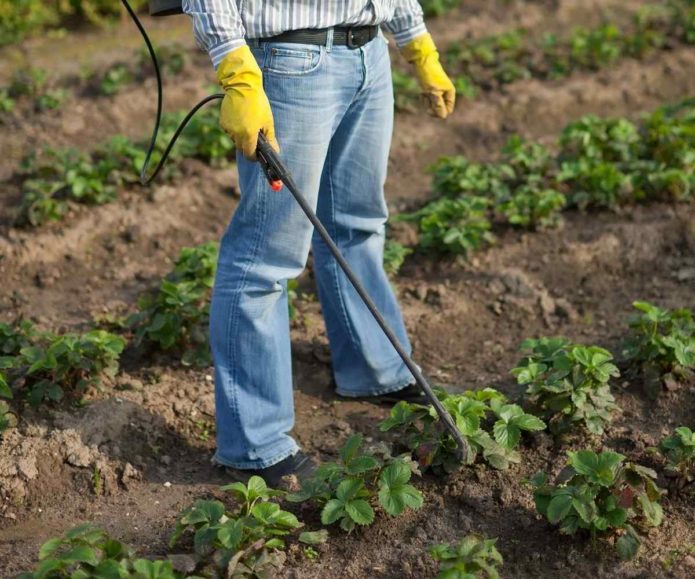 Processing strawberries in autumn