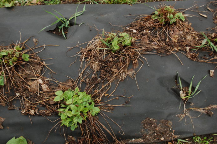 Pruning strawberries in autumn