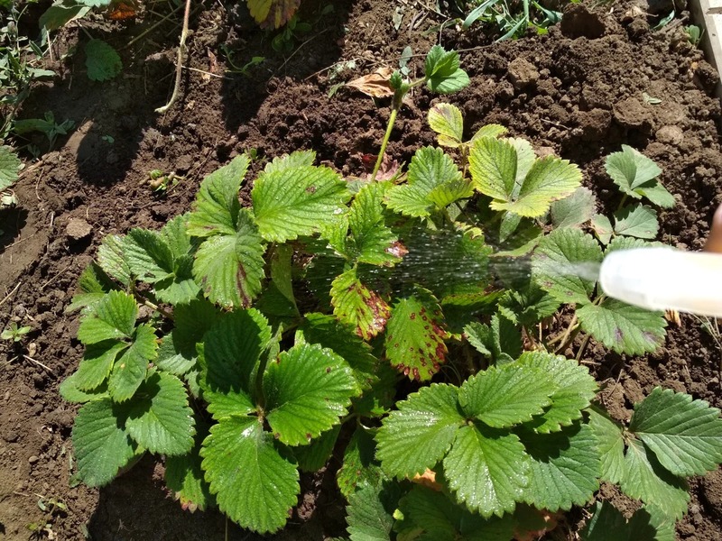 Basic rules for processing strawberries in the fall: how to ensure your harvest for the next year?