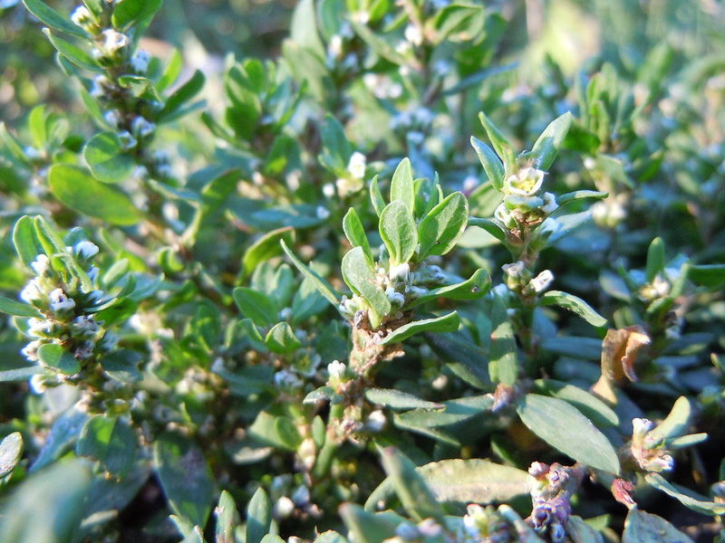 Highlander bird: why is it so useful to collect this weed?