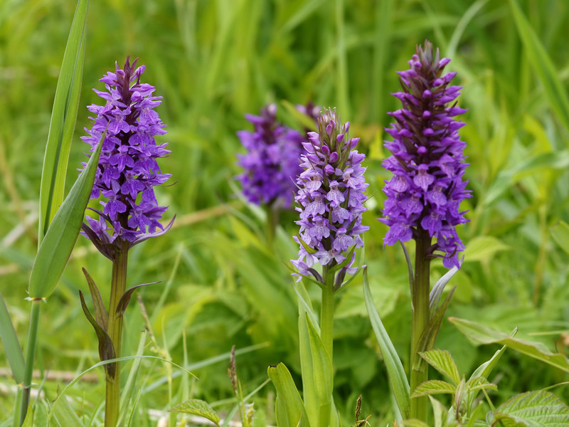 How to use orchis - a plant for women's health and male strength