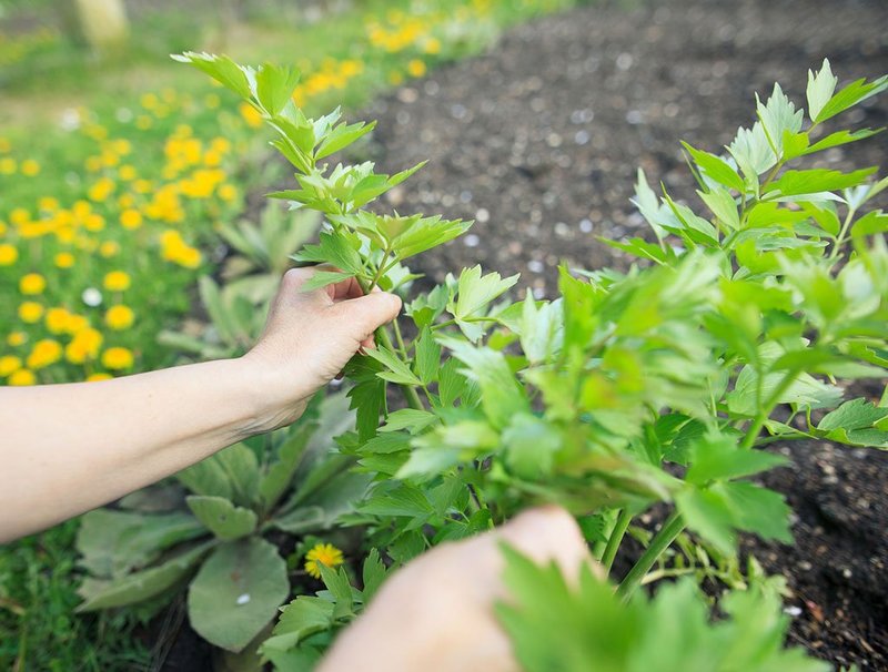 We use the medicinal herb lovage correctly: health recipes