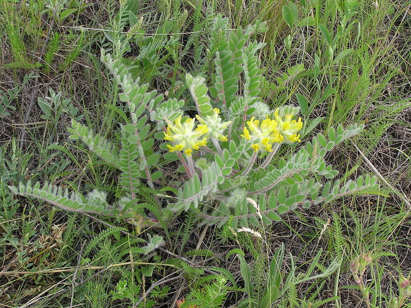 astragalus