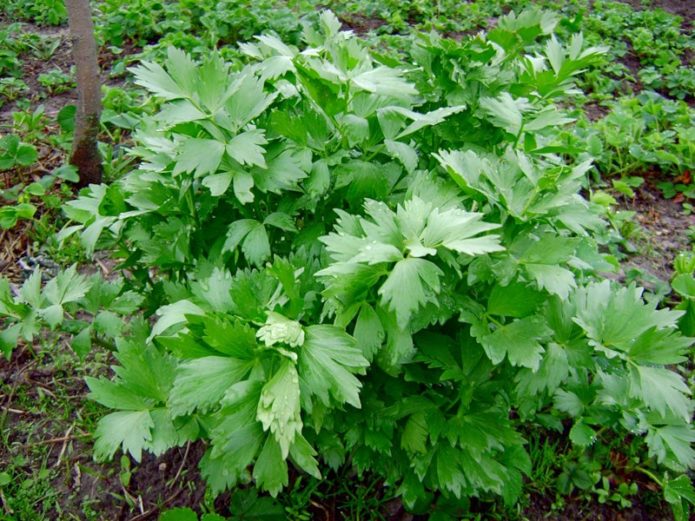 Lovage