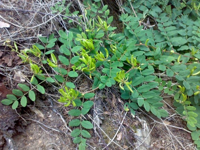 Malt-leaved astragalus