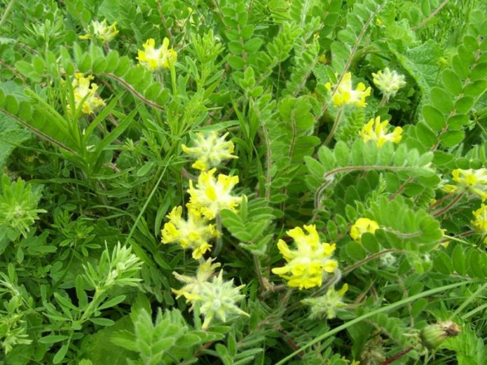 Woolly-flowered astragalus