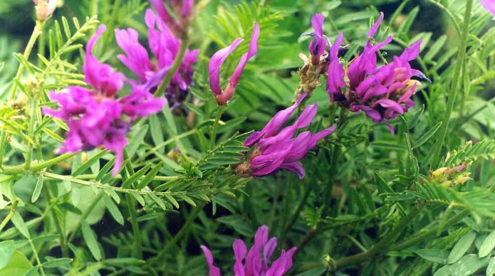 Membranous astragalus