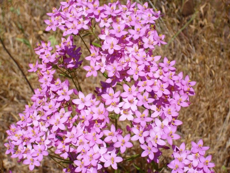 Centaury: how to make the most of a valuable medicinal plant?