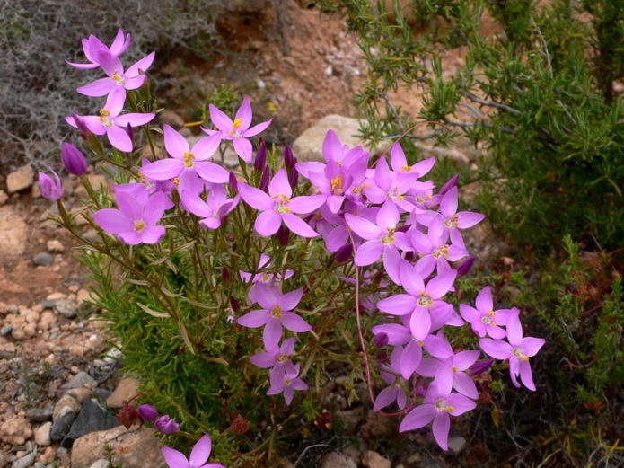 Centaury