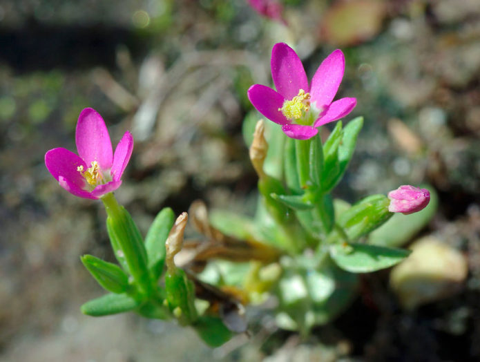 Centaury beautiful