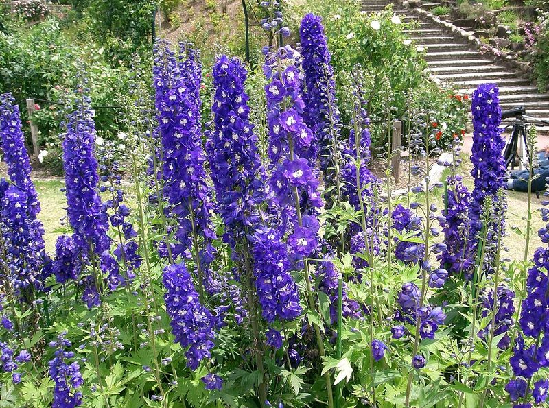 The healing power of larkspur: leader in healing properties!