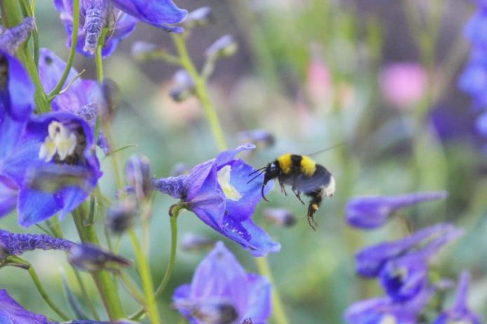 Larkspur in the field