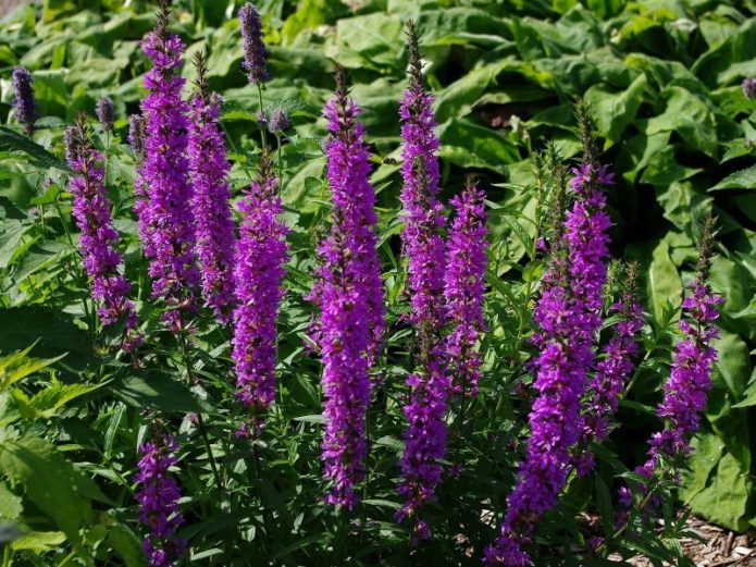 Anise hyssop