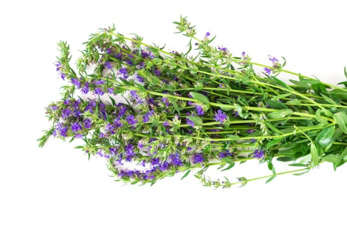 Hyssop medicinal