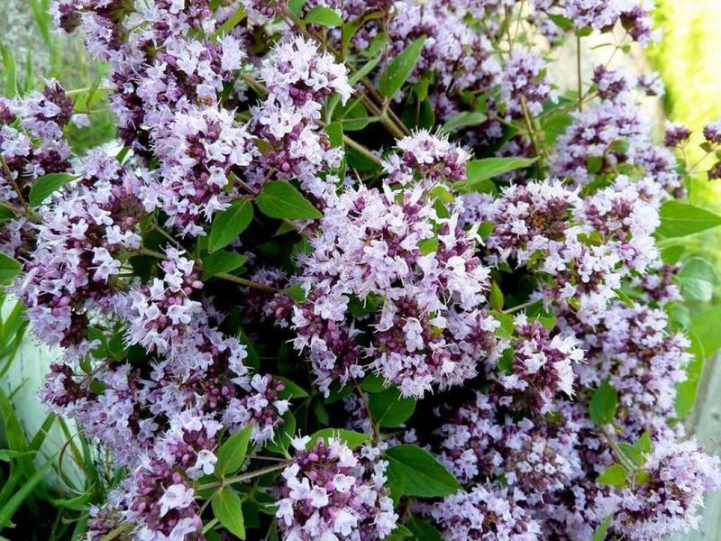 Undeservedly forgotten oregano: your personal aromatic healer!