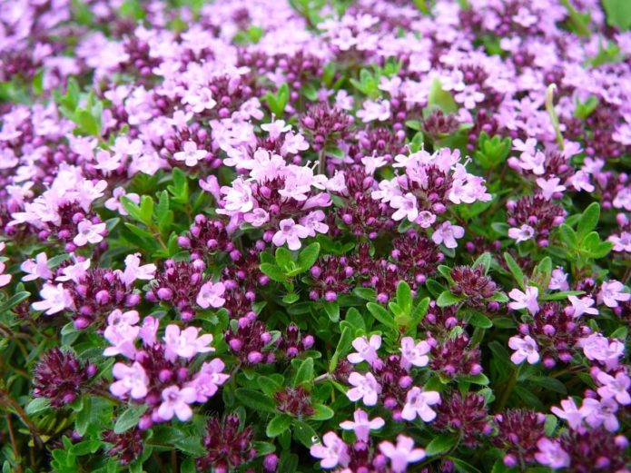 Decorative oregano