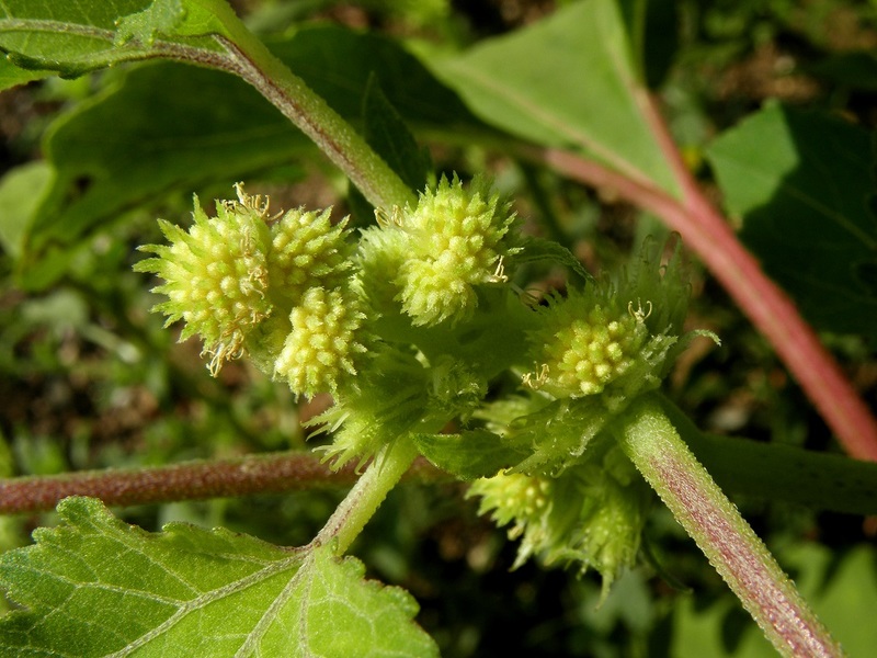 This herb will cure the thyroid gland one or two: we use cocklebur wisely