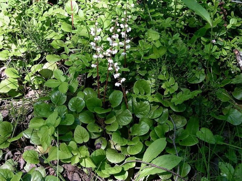 How to forget about female diseases: use the round-leaved wintergreen!