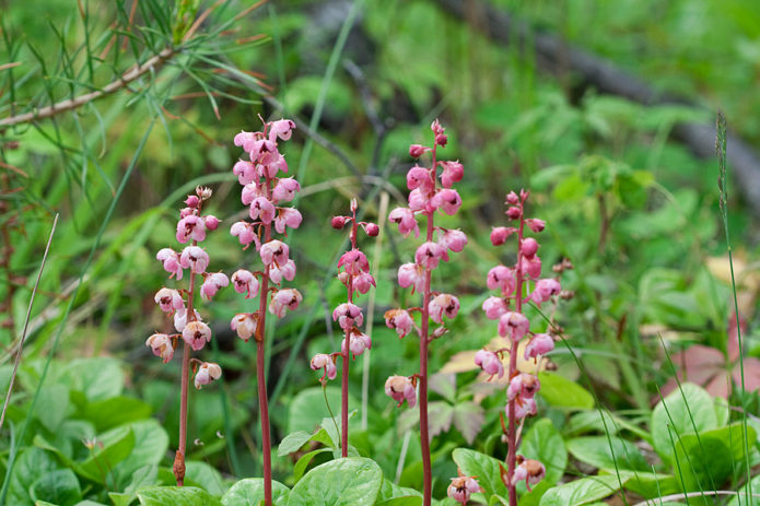 Round-leaved wintergreen