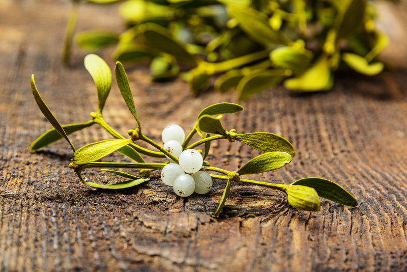 White mistletoe - salvation for hypertensive patients!