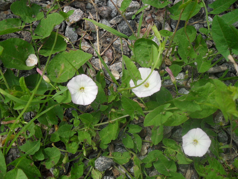 Field bindweed on the site