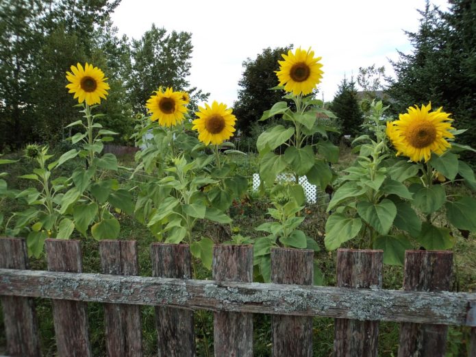 Sunflowers